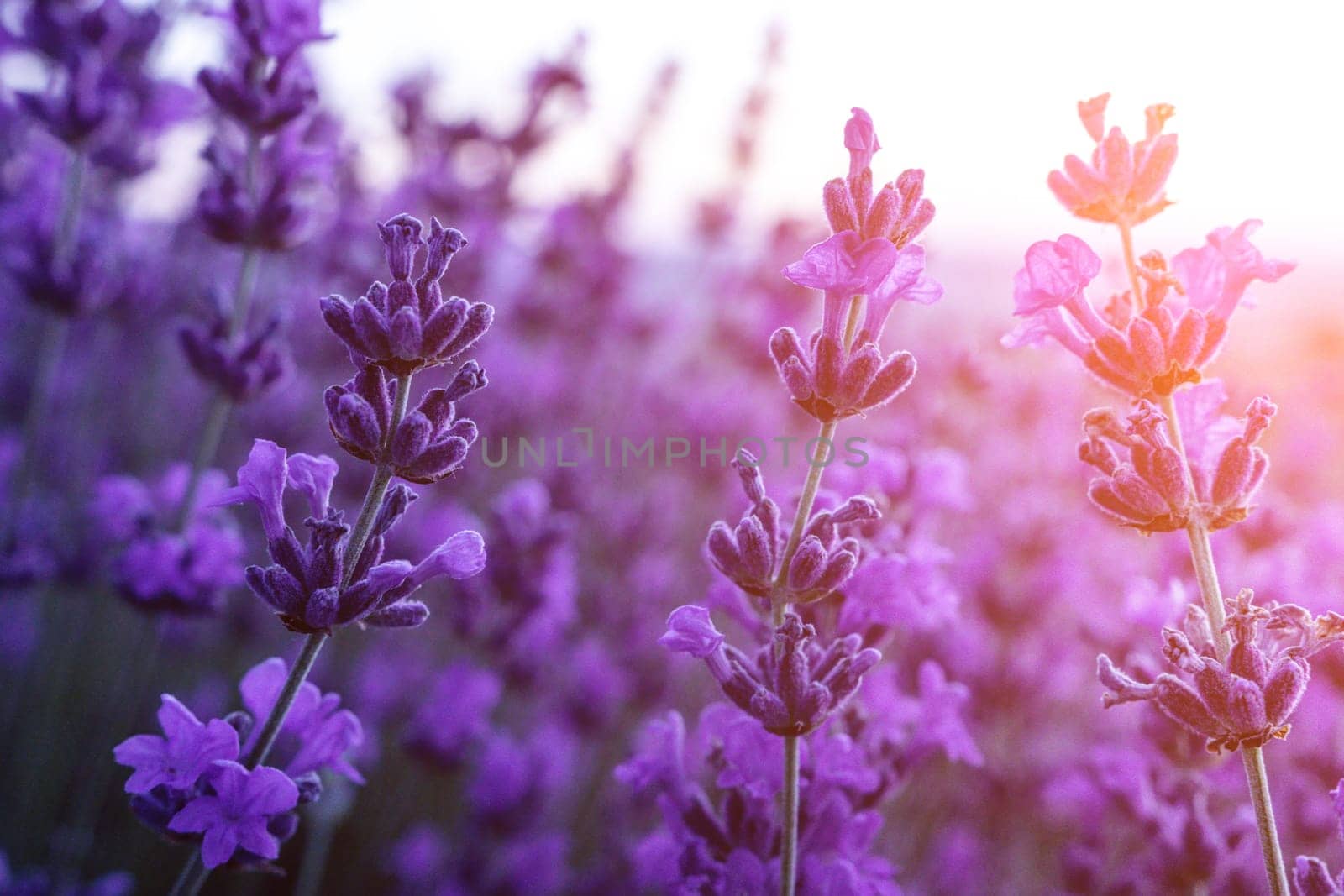 Lavender flower field closeup on sunset, fresh purple aromatic flowers for natural background. Design template for lifestyle illustration. Violet lavender field in Provence, France. by panophotograph