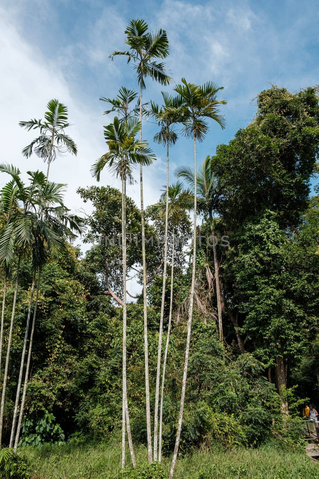 Tall Coconut Trees Portrait View