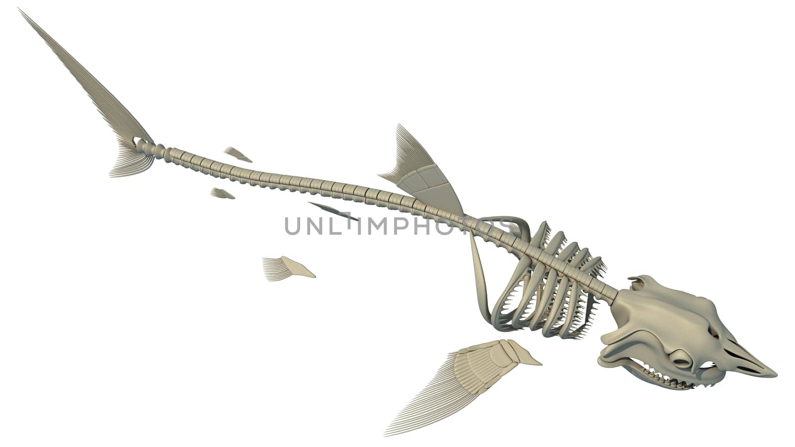 Great White Shark Skeleton 3D rendering model on white background