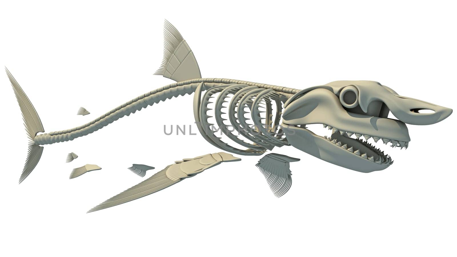 Great White Shark Skeleton 3D rendering model on white background