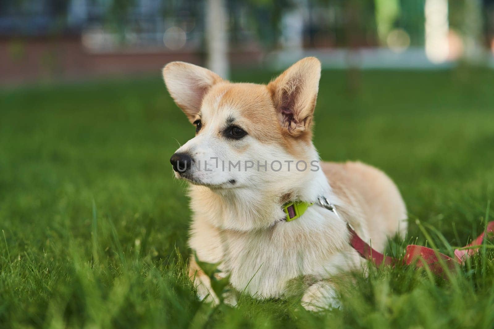 close up portrait of happy Welsh Corgi Pembroke dog smiling in a park in summer by driver-s