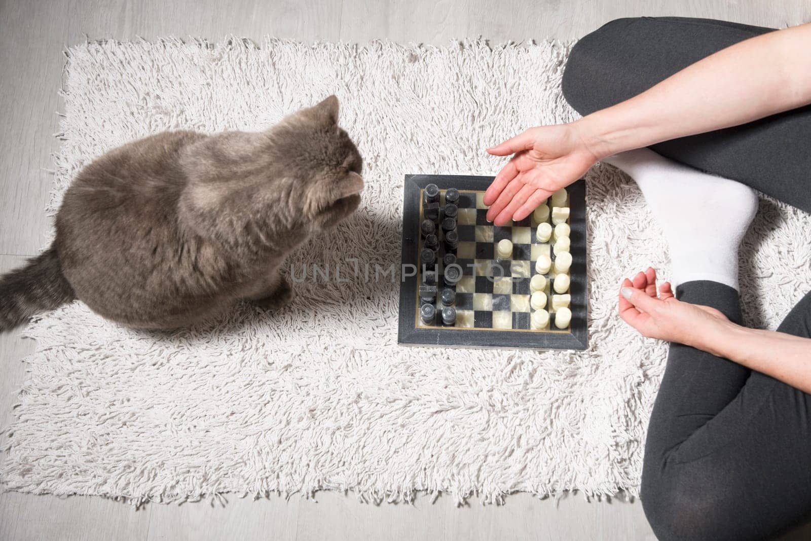 housewife plays chess with a gray cat on the floor, invites the pet to make a move with a knight, the cat watches the game, evening games at home with the family, top view, high quality photo