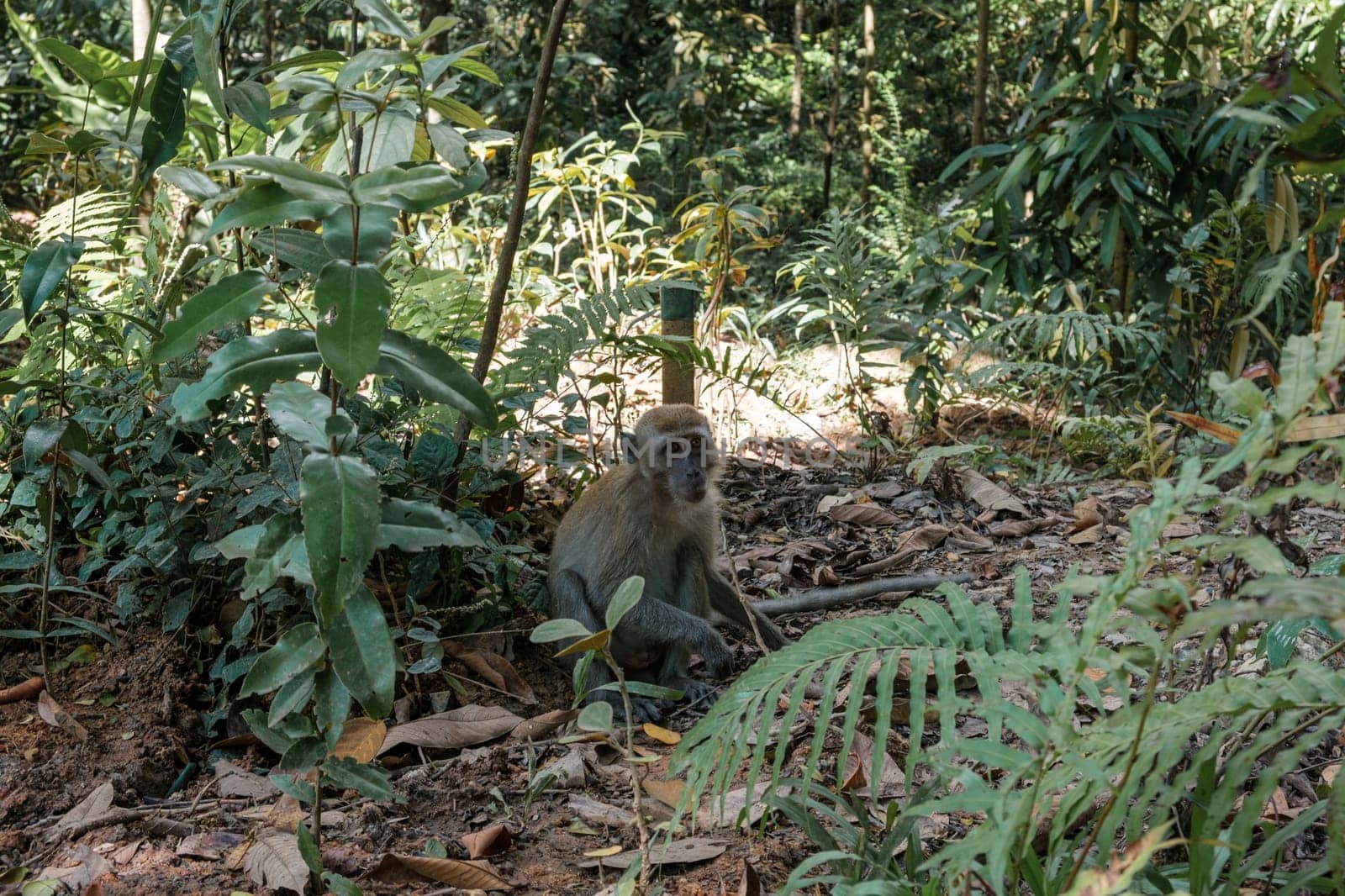 Monkey Amidst Green Plants Sitting