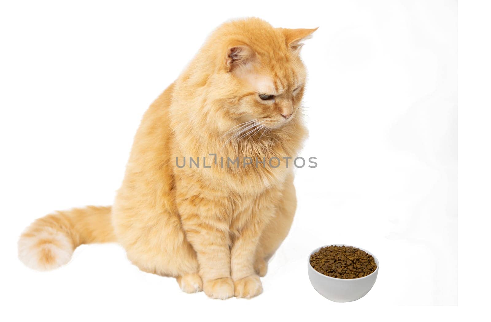 A cream-colored cat looks carefully at a ceramic bowl full of dry food.