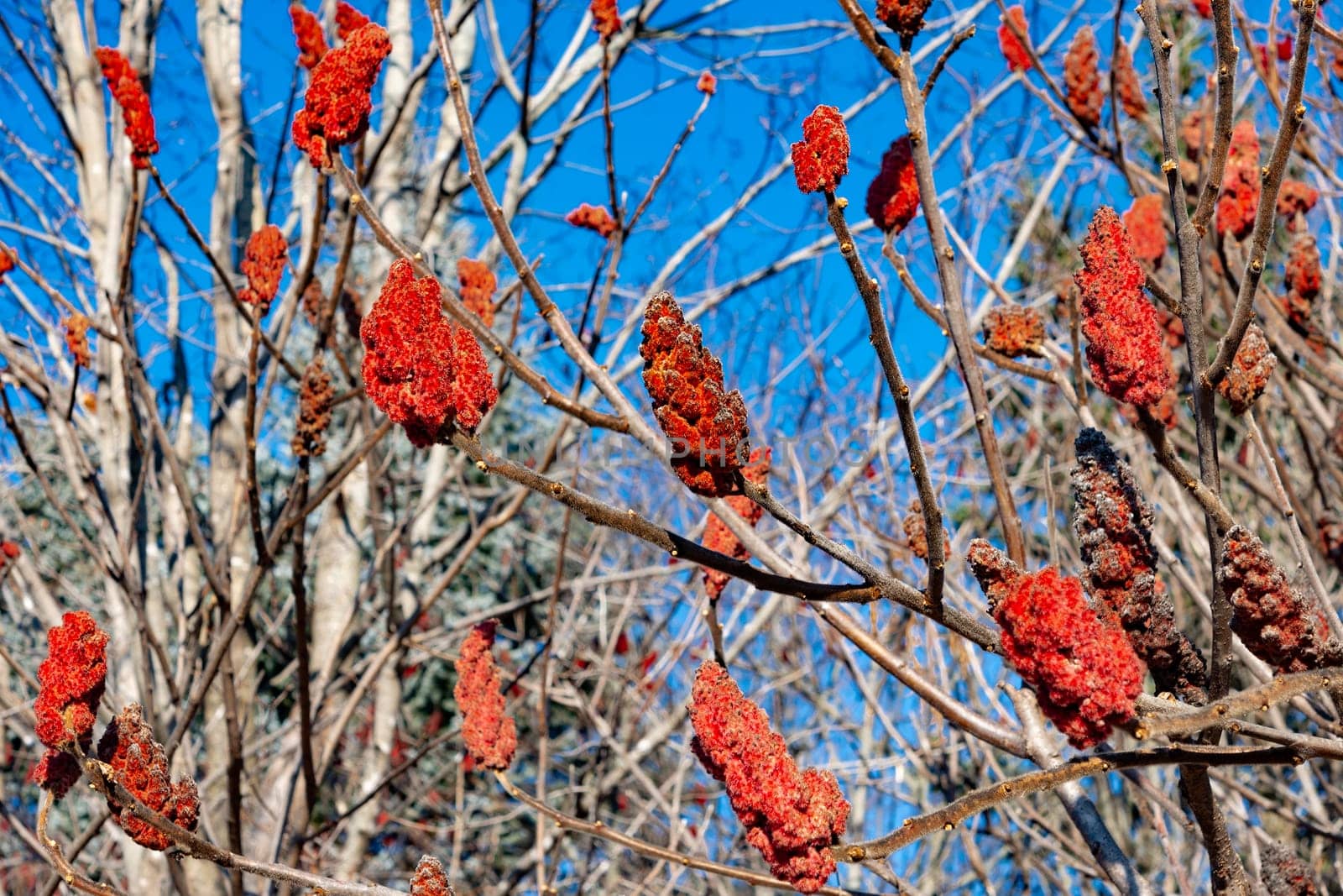 Red Dir Sumac fruits near the park road against the blue sky