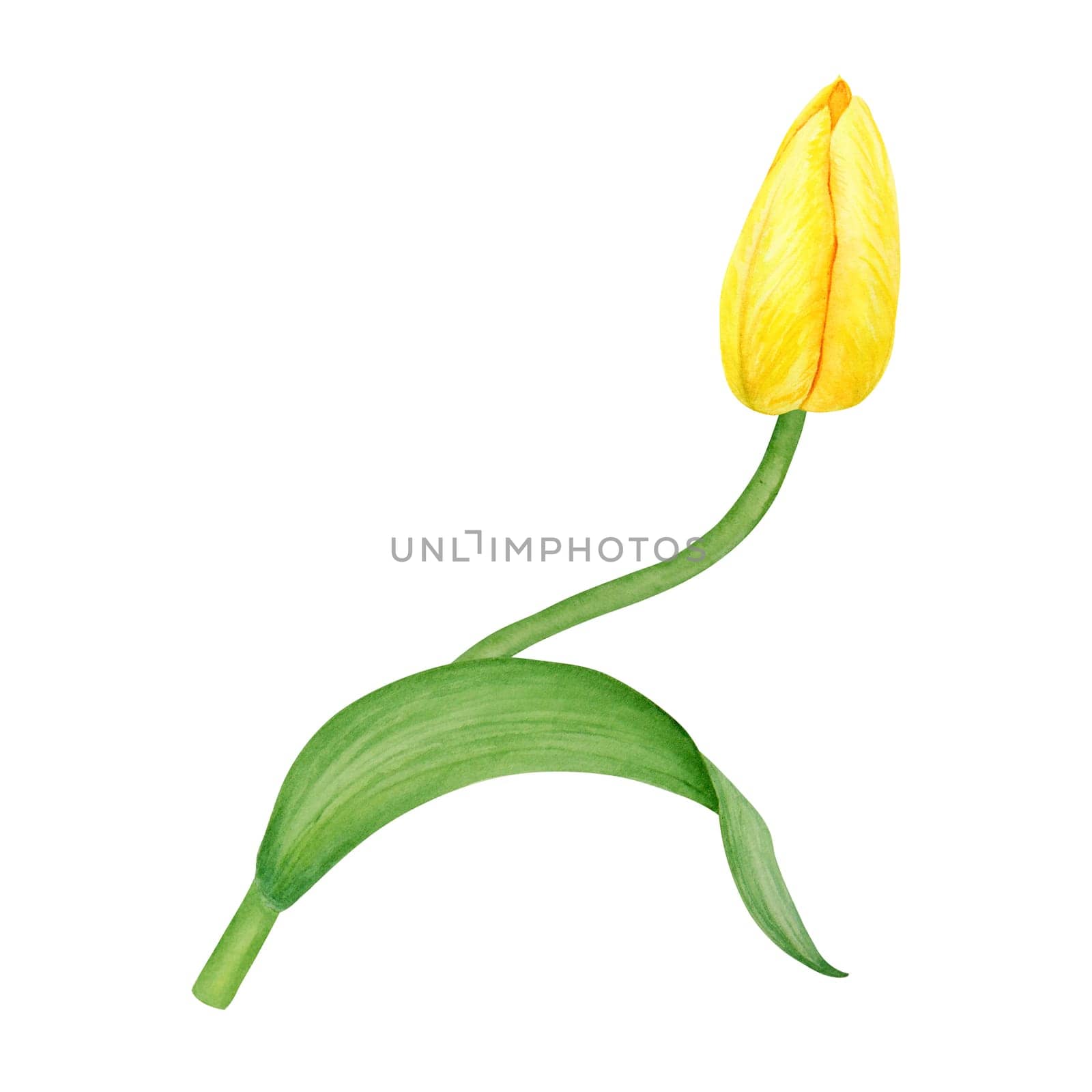 Yellow tulip. Watercolor hand drawn illustration of spring symbol, golden flower. Clip art for Easter, Mothers Day, Womens Day, March 8 cards, wedding, farmer and floristic prints, travelbooks, packing