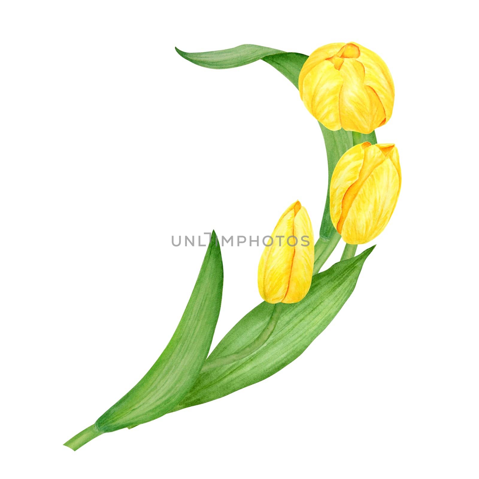 Yellow tulip. Watercolor hand drawn illustration of spring symbol, golden flower. Clip art for Easter, Mothers Day, Womens Day, March 8 cards, wedding, farmer and floristic prints, travelbooks, packing