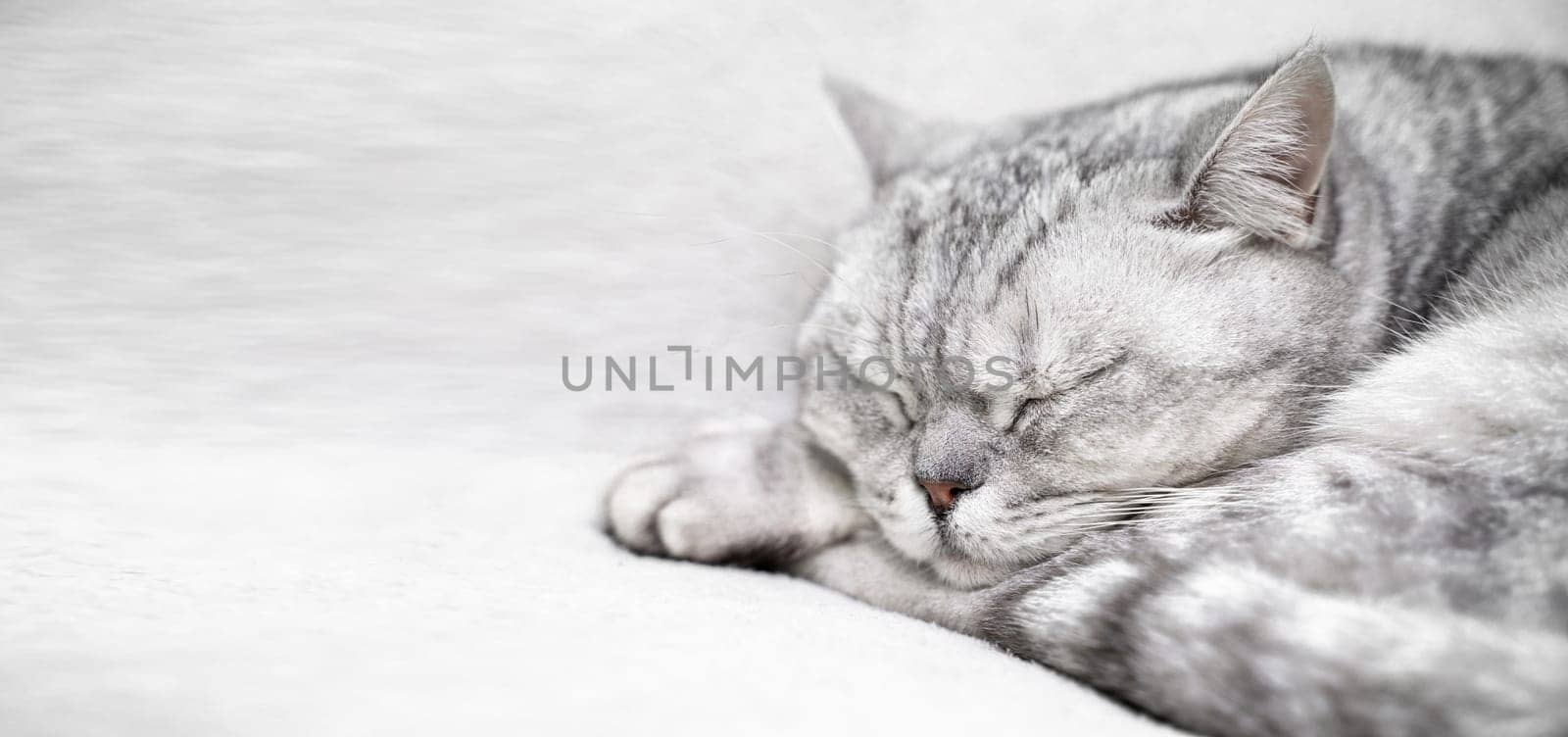 scottish straight cat is sleeping. Close-up of the muzzle of a sleeping cat with closed eyes. Against the backdrop of a light blanket. Favorite pets, cat food. by Matiunina