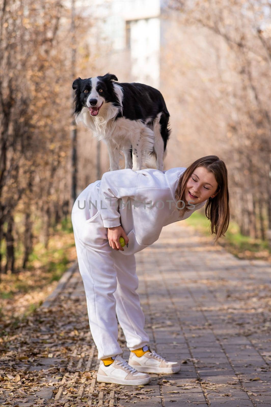 Black and white border collie dog stands on the back of the mistress on a walk in the autumn park