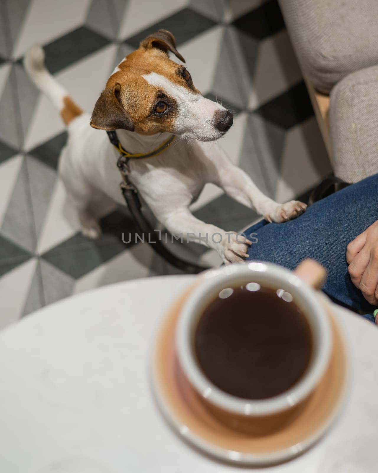 Woman drinking coffee in a dog friendly cafe. Jack Russell Terrier put his paws on the legs of the owner. by mrwed54