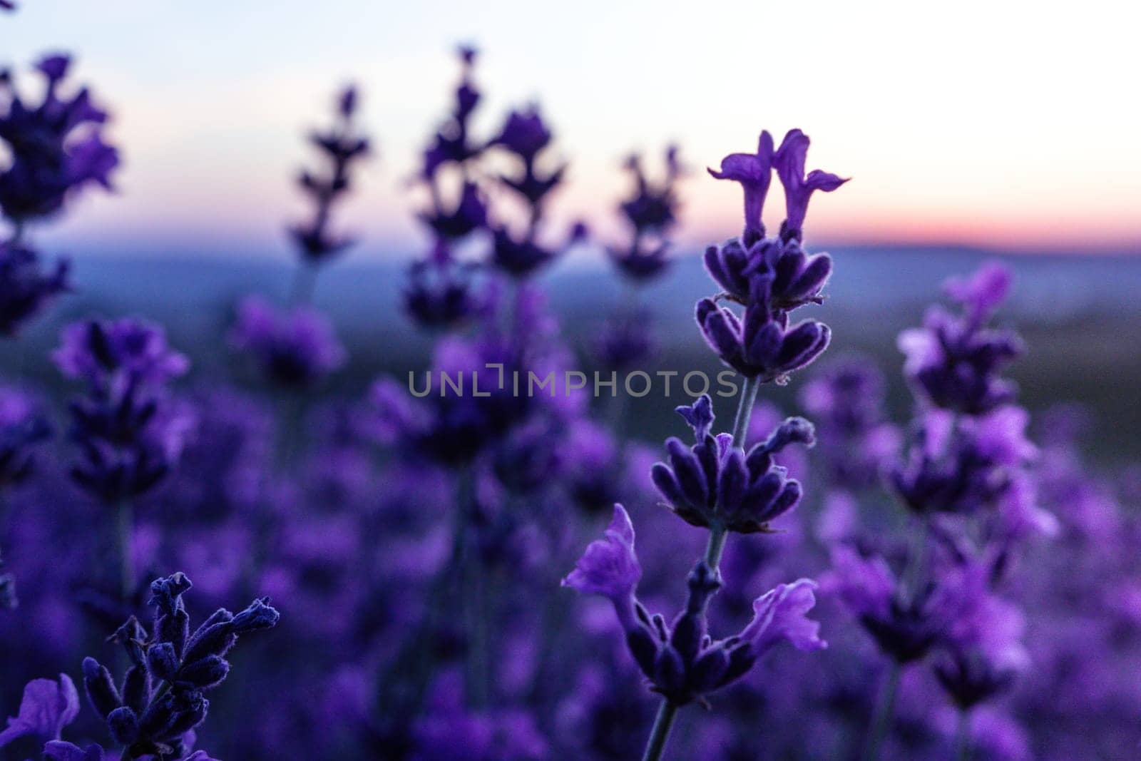 Lavender flower field closeup, fresh purple aromatic flowers for natural background. Violet lavender field in Provence, France.