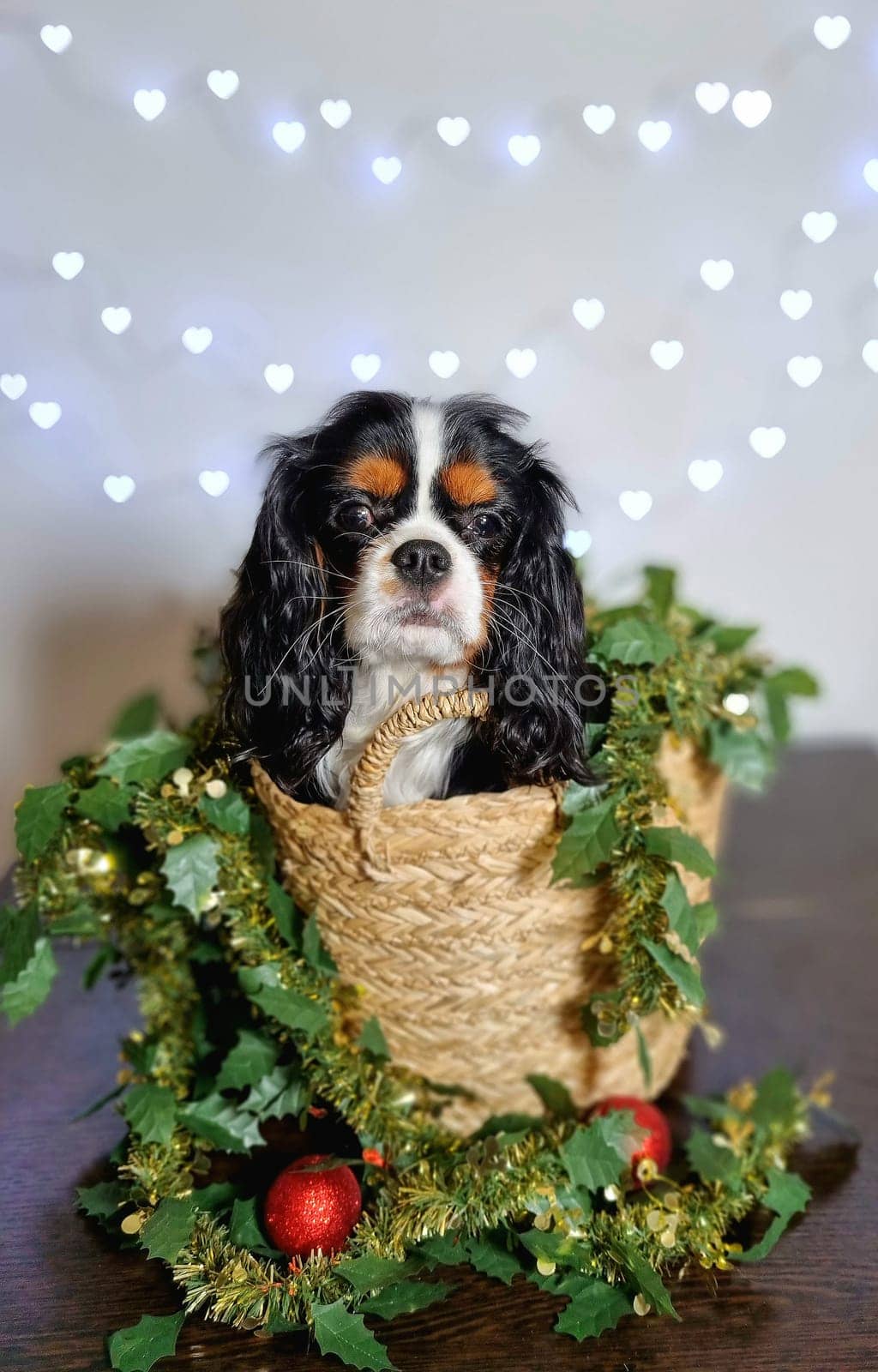 cute puppy sits in wicker basket with christmas tinsel and red christmas balls on white background with garland. Christmas gift concept as dogs. vertical photo. cavalier king charles spaniel tricolor. copy space