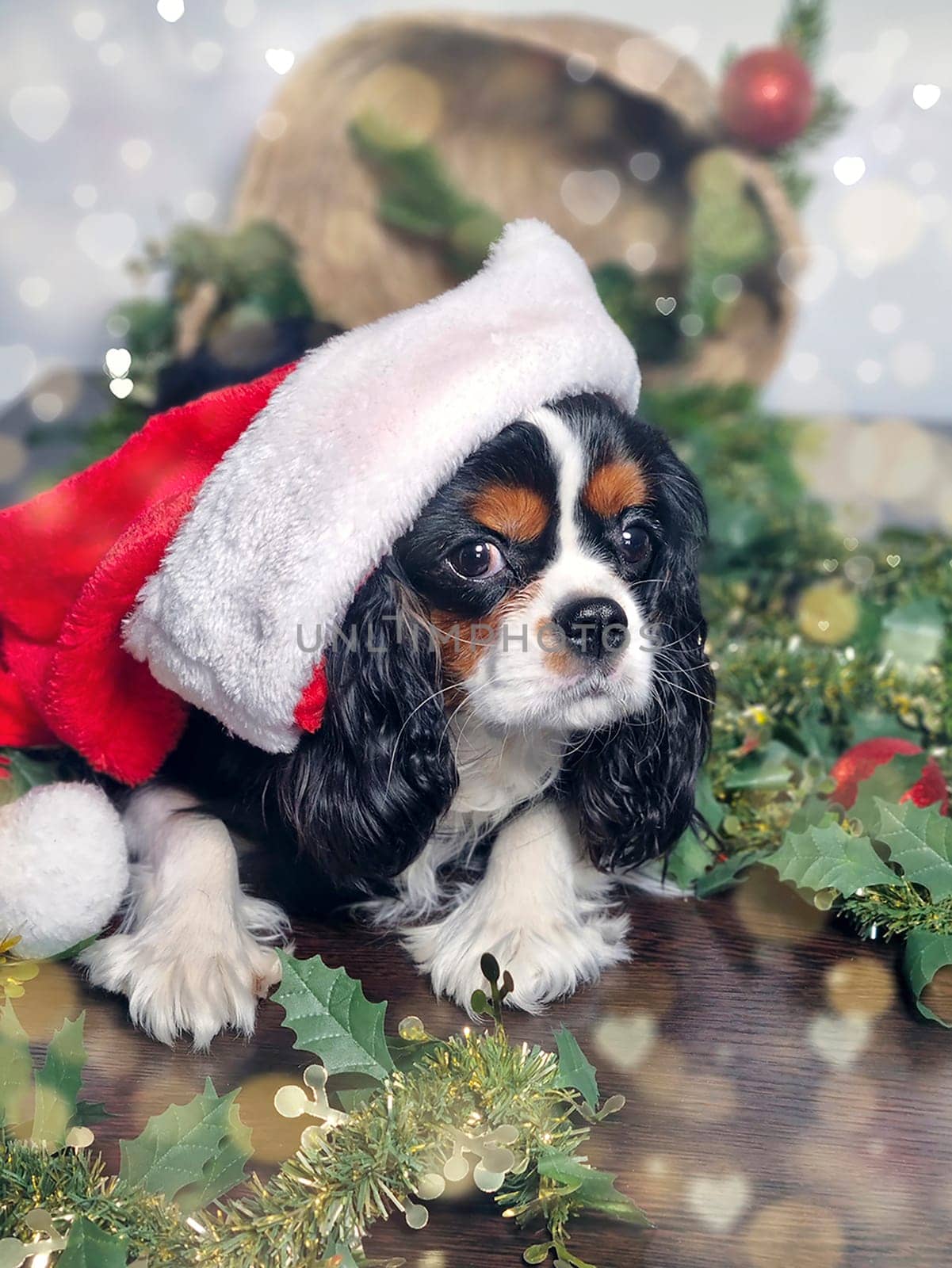 vertical image of cute puppy sitting in red Santa Claus hat on white background with garland. Christmas concept. Cavalier King Charles Spaniel tricolor. by Leoschka