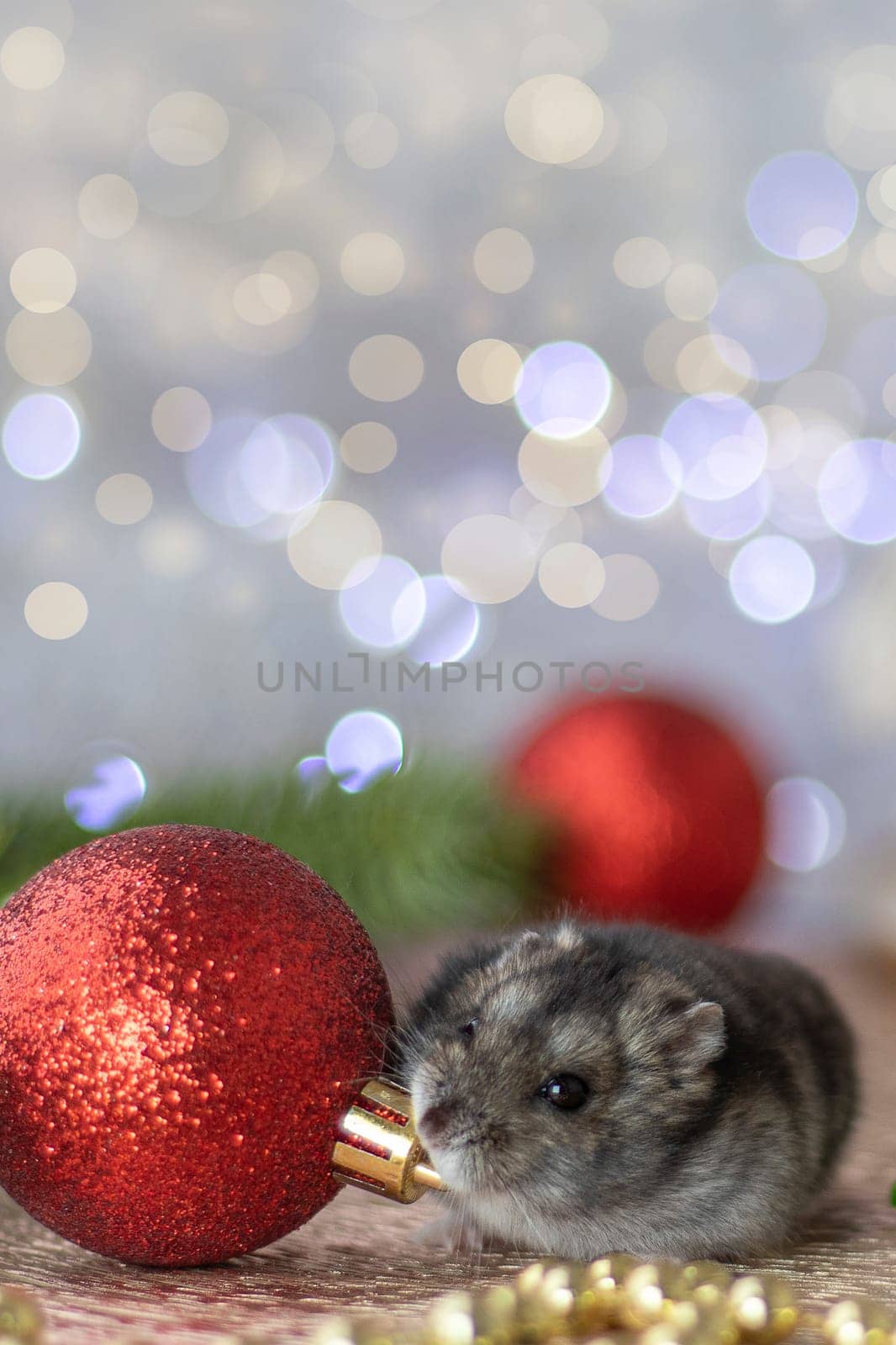 vertical photo of a gray hamster gnawing on a red Christmas ball against a bokeh background with place for text. Christmas or New Year concept. soft focus