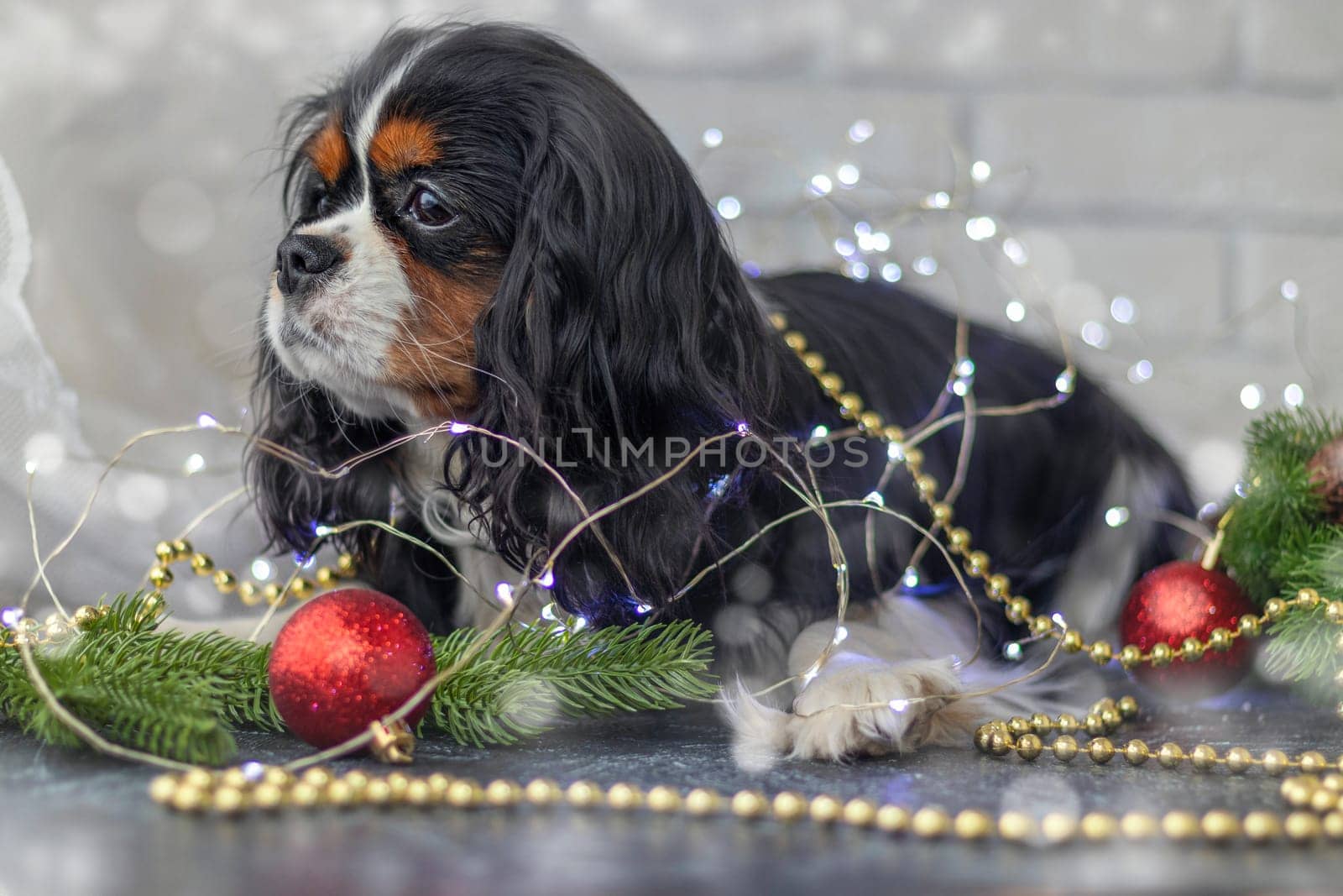 cute puppy entangled in a christmas garland next to fir tree branches and red christmas balls. Christmas concept. Cavalier King Charles Spaniel tricolor.