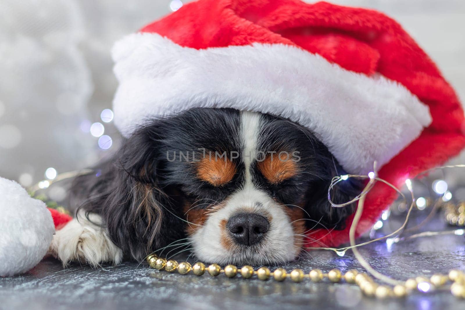 cute puppy sleeping in a red santa claus hat on a white background with a garland. Christmas concept. cavalier king charles spaniel tricolor.