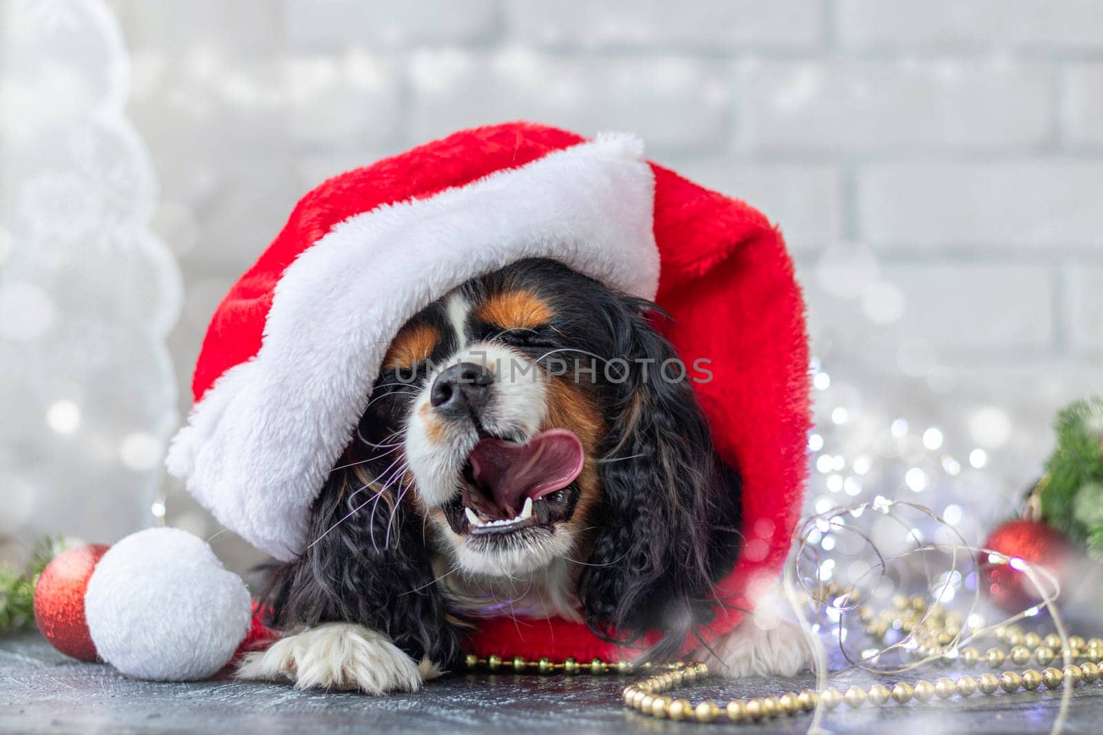 cute puppy in red Santa Claus hat licks his lips with pleasure on white background with garland. Christmas concept. Cavalier King Charles Spaniel tricolor. by Leoschka