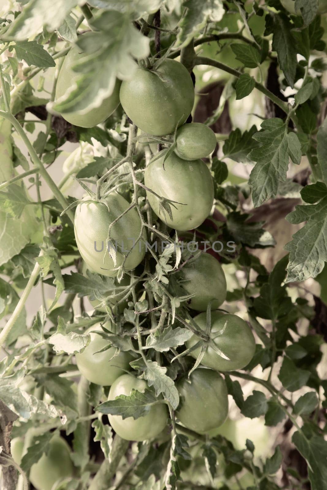 Green tomatoes ripen in a greenhouse on the branches of a plant by georgina198