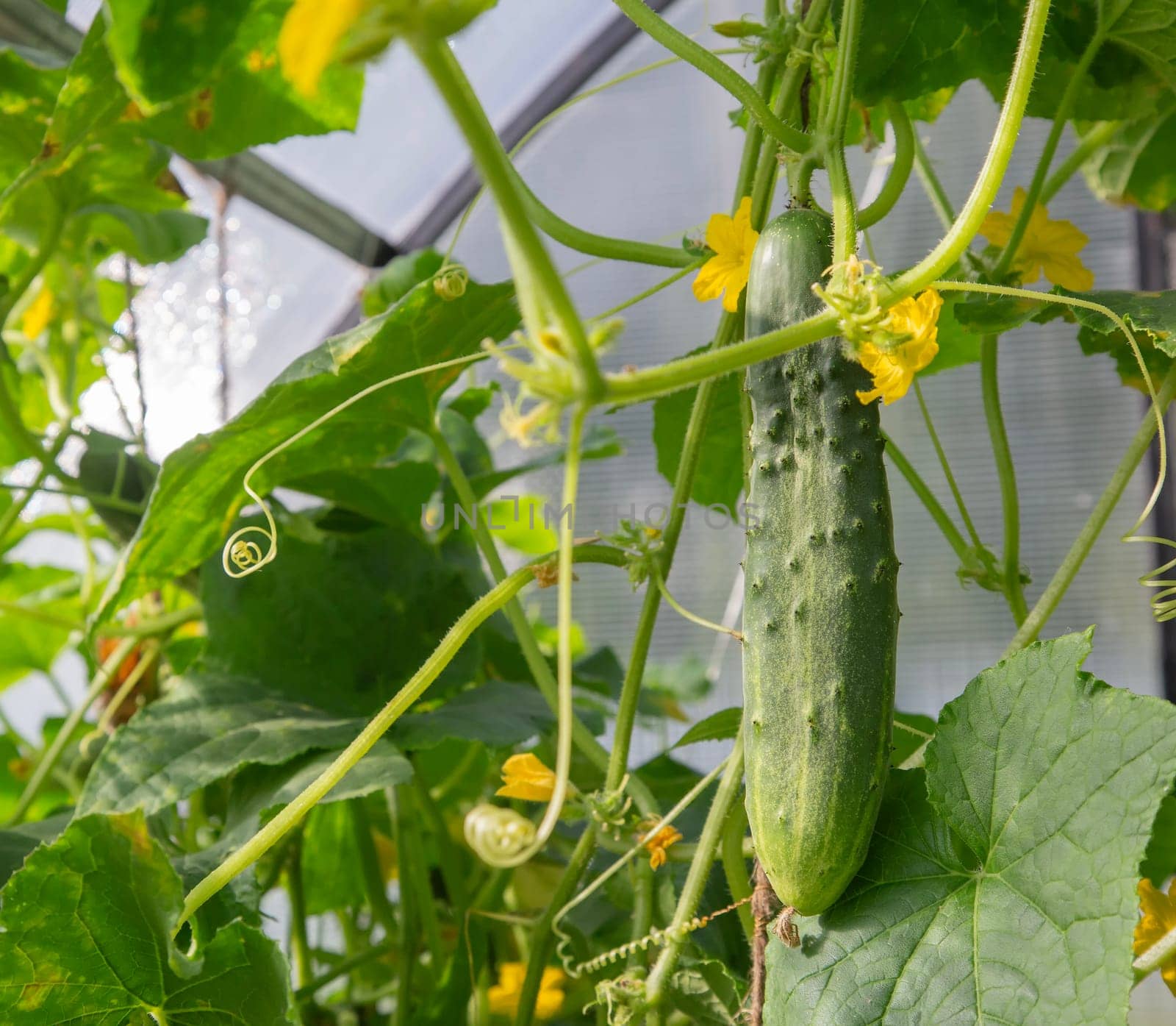 In the greenhouse among the green shoots and yellow flowers of the cucumber growing young green cucumber.