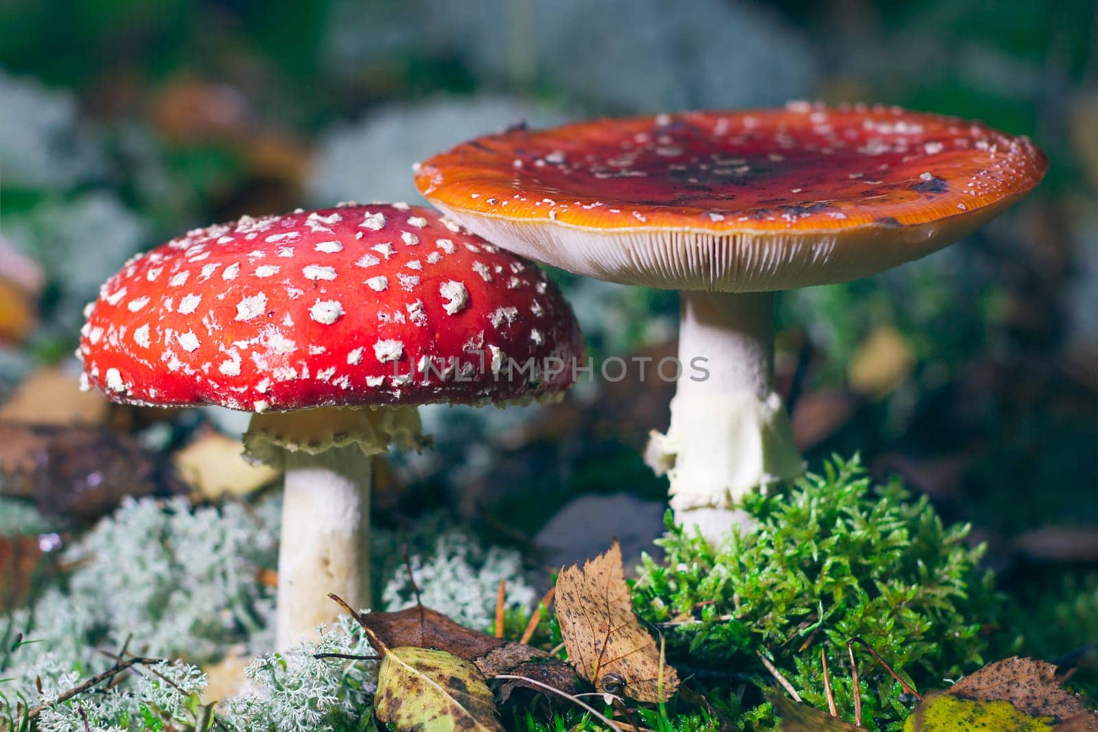 Mature Amanita Muscaria, Known as the Fly Agaric or Fly Amanita by InfinitumProdux