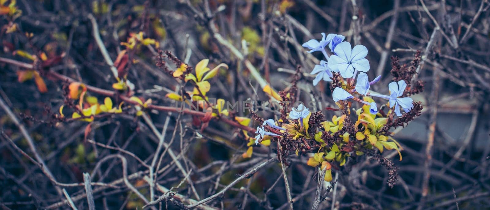 Close up plumbago flowers and leaves photo. Meadow wildflowers concept photography. Countryside at autumn season. Garden blossom morning. High quality picture for wallpaper, article