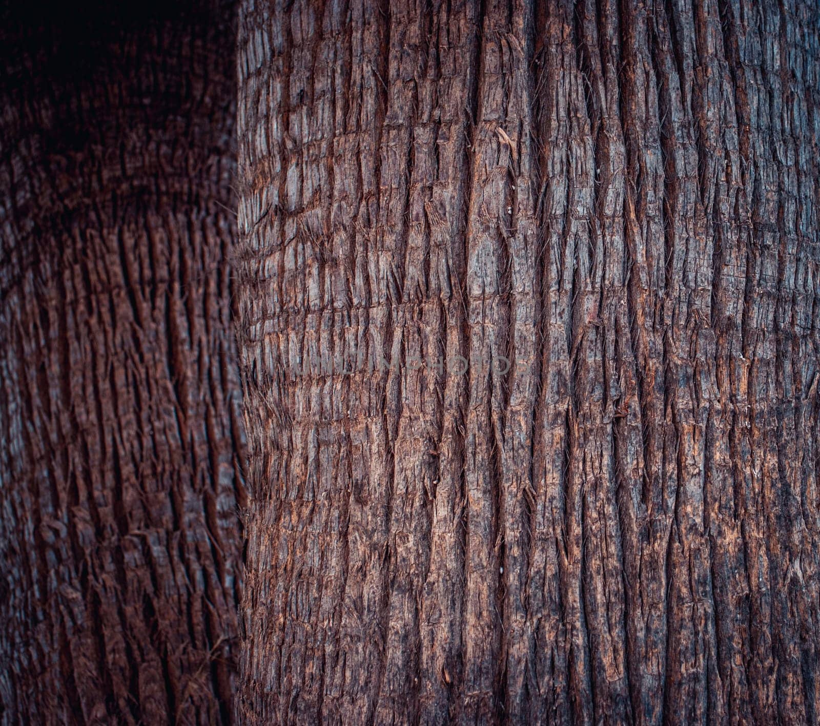 Closeup view texture of coconut tree of nature photo background. Cracked bark of old tropical palm trees. Upper trunk detail of palm tree background texture pattern. Exotic travel. Jungle