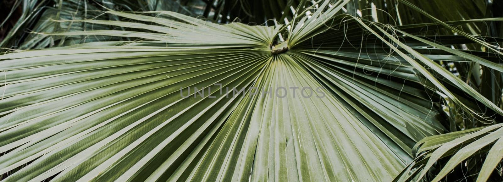 Tropical palm leaves, floral background photo. Circular palm leaf by _Nataly_Nati_