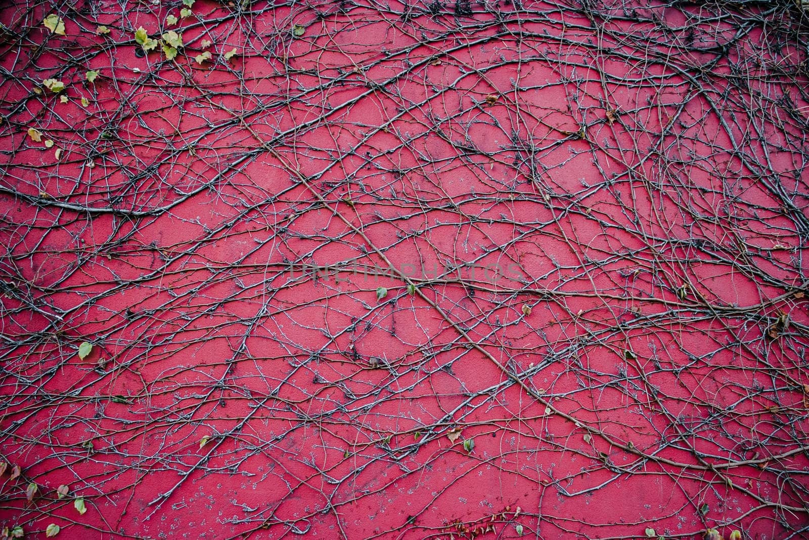 Ivy branches on wall texture background photo. Garden in autumn, fence, retro exterior. District of European town. High quality picture for wallpaper, travel blog.