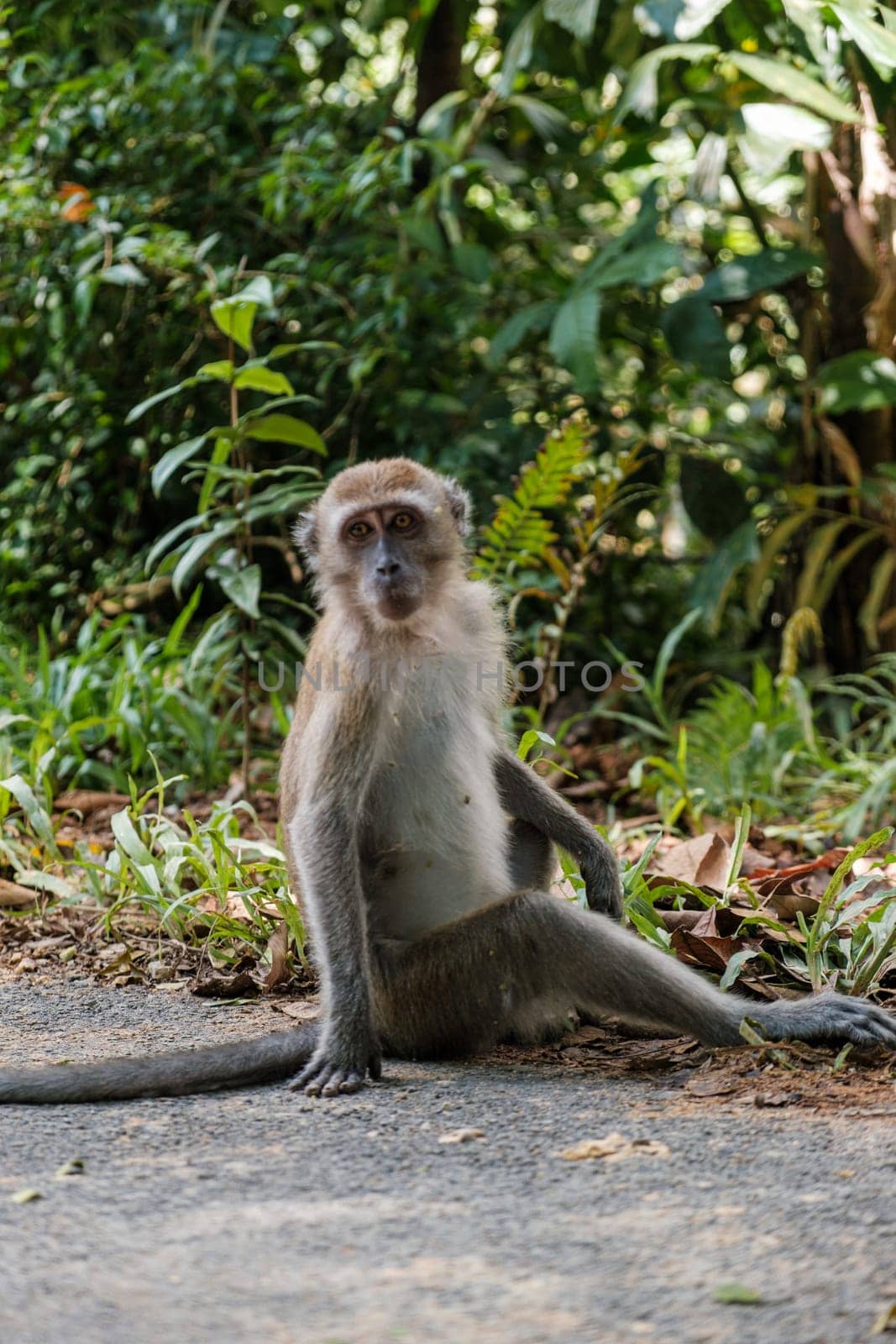 Monkey Sitting on Roadside Poses by jinhongljh