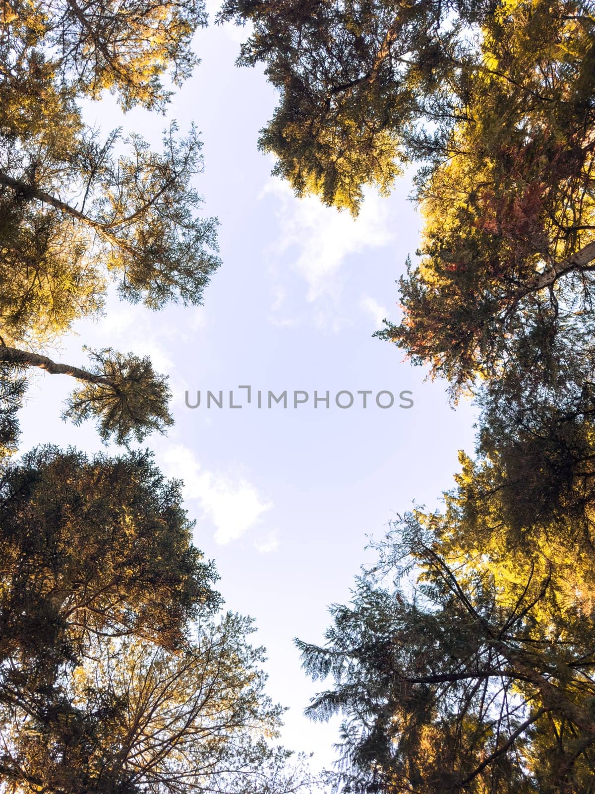 Looking up the trees in autumn forest