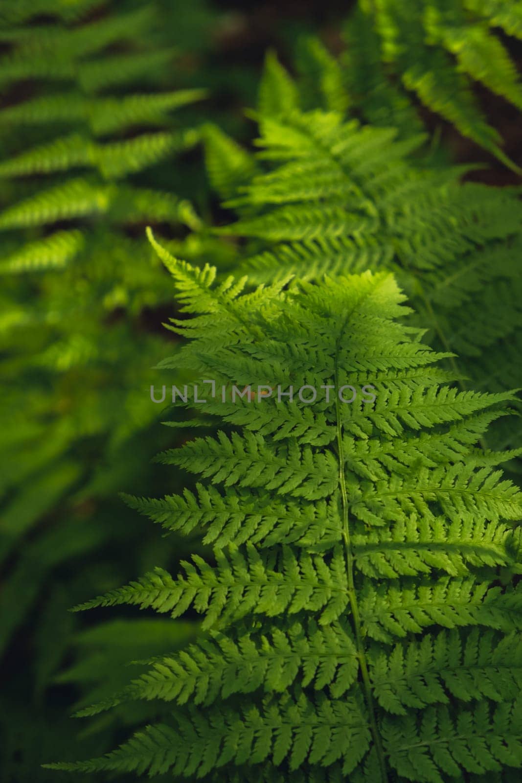 Natural ferns in forest blurred background. Green fern plants in nature landscape. Fresh green tropical foliage. Rainforest jungle landscape Nature organic wallpaper background