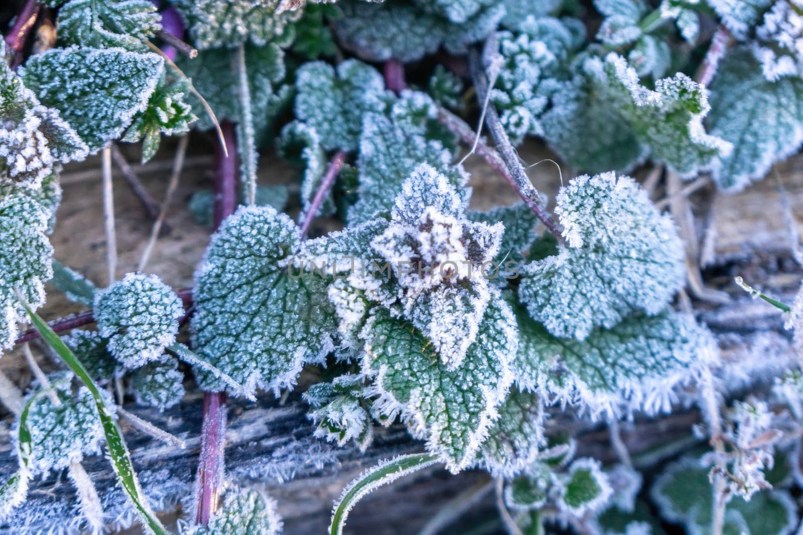 Selective focus. First frost on a frozen field plants, late autumn close-up. Beautiful abstract frozen microcosmos pattern. Freezing weather frost action in nature. Floral backdrop. by panophotograph