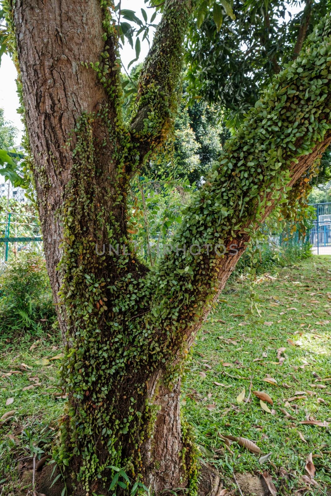 Green Leaves Growing on Tree by jinhongljh