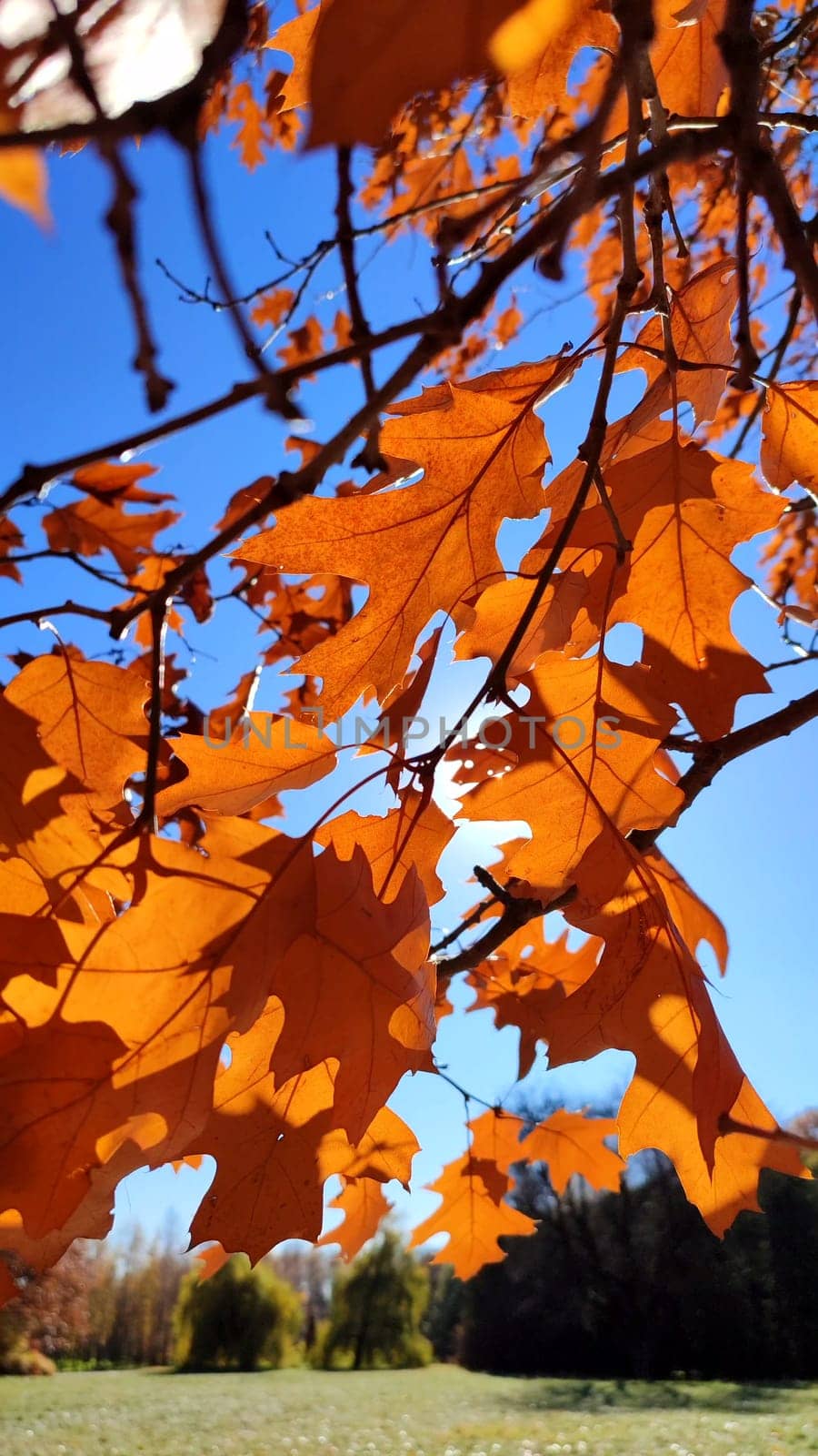 Yellow-brown oak leaves on branch swaying strong in wind on background blue sky close-up. Sun shines brightly through leaves. Natural background. Forest nature season autumn backdrop. Vertical video