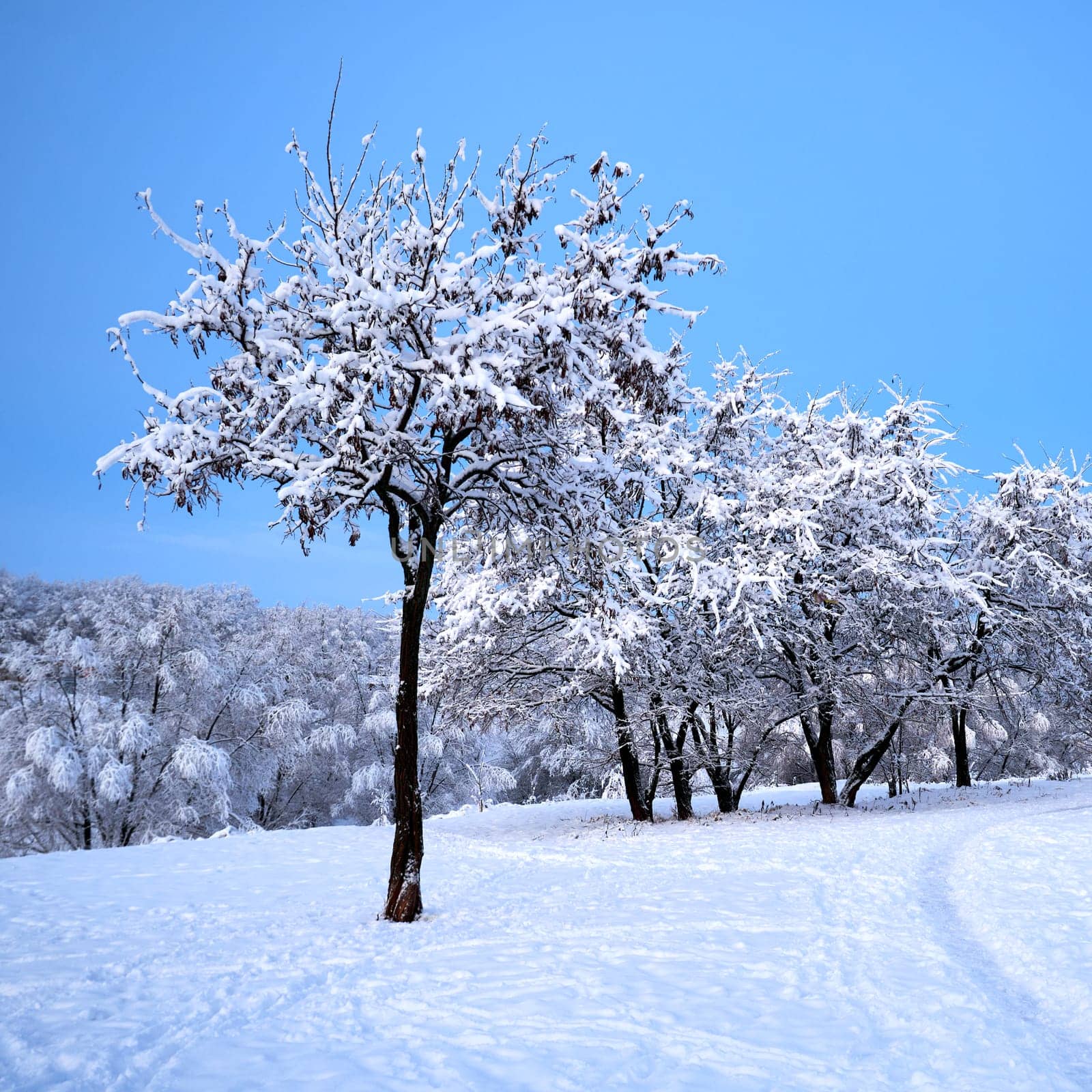 Beautiful winter landscape with snow-covered trees and blue sky