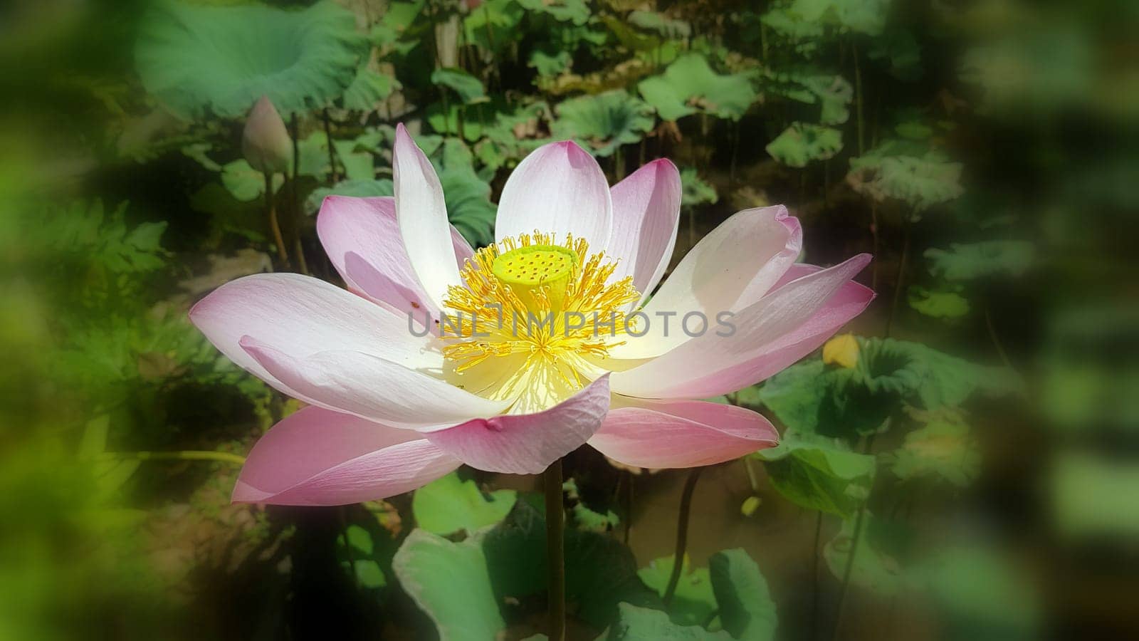 Beautiful pink waterlily or lotus flower in pond during sunny day