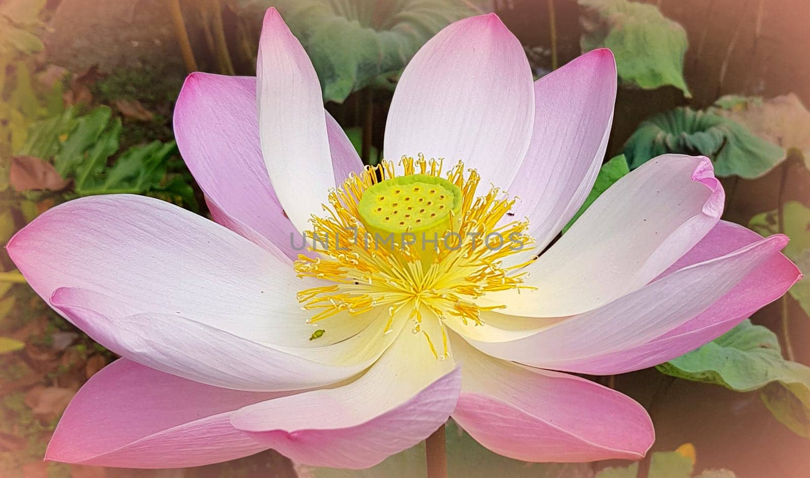 Beautiful pink waterlily or lotus flower in pond during sunny day