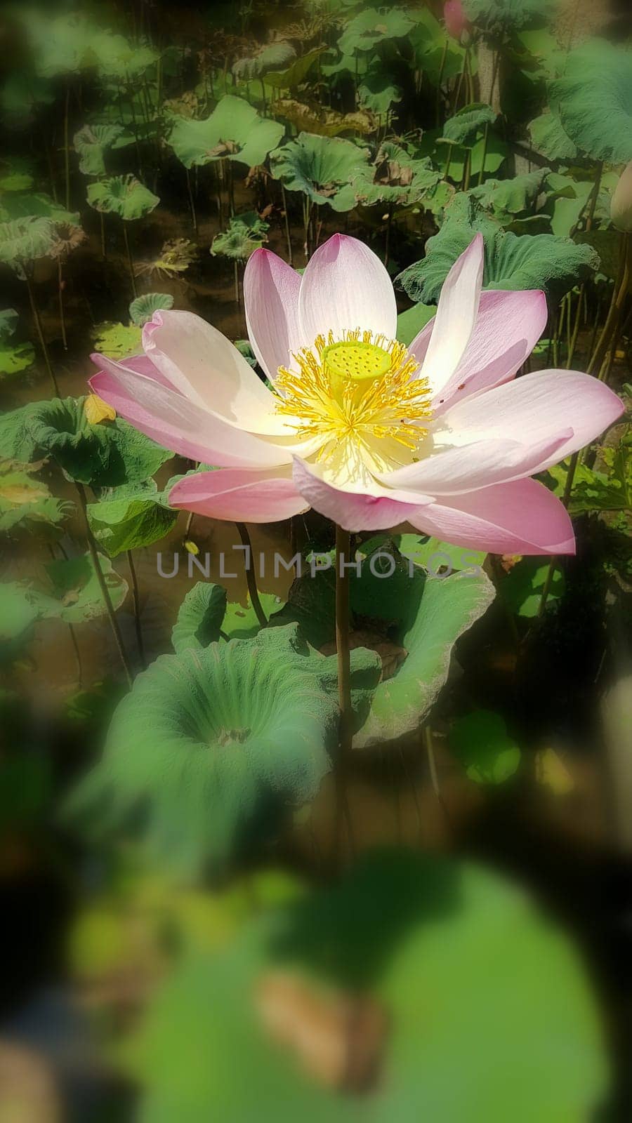 Beautiful pink waterlily or lotus flower in pond during sunny day