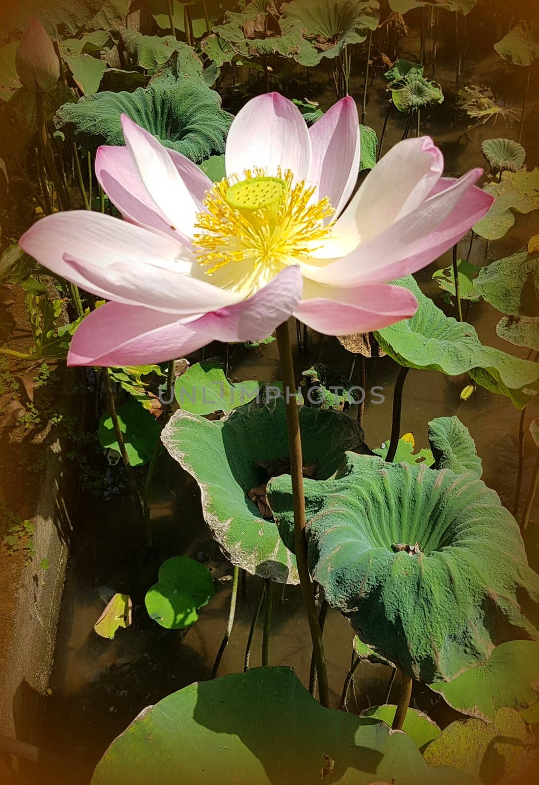 Beautiful pink waterlily or lotus flower in pond during sunny day