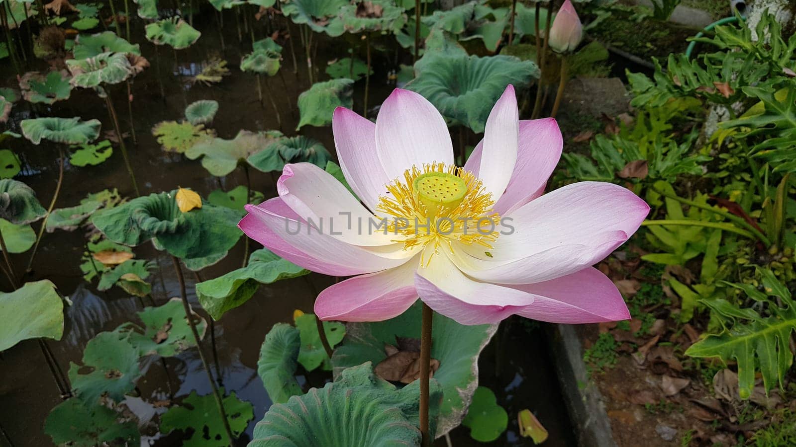 Beautiful pink waterlily or lotus flower in pond during sunny day