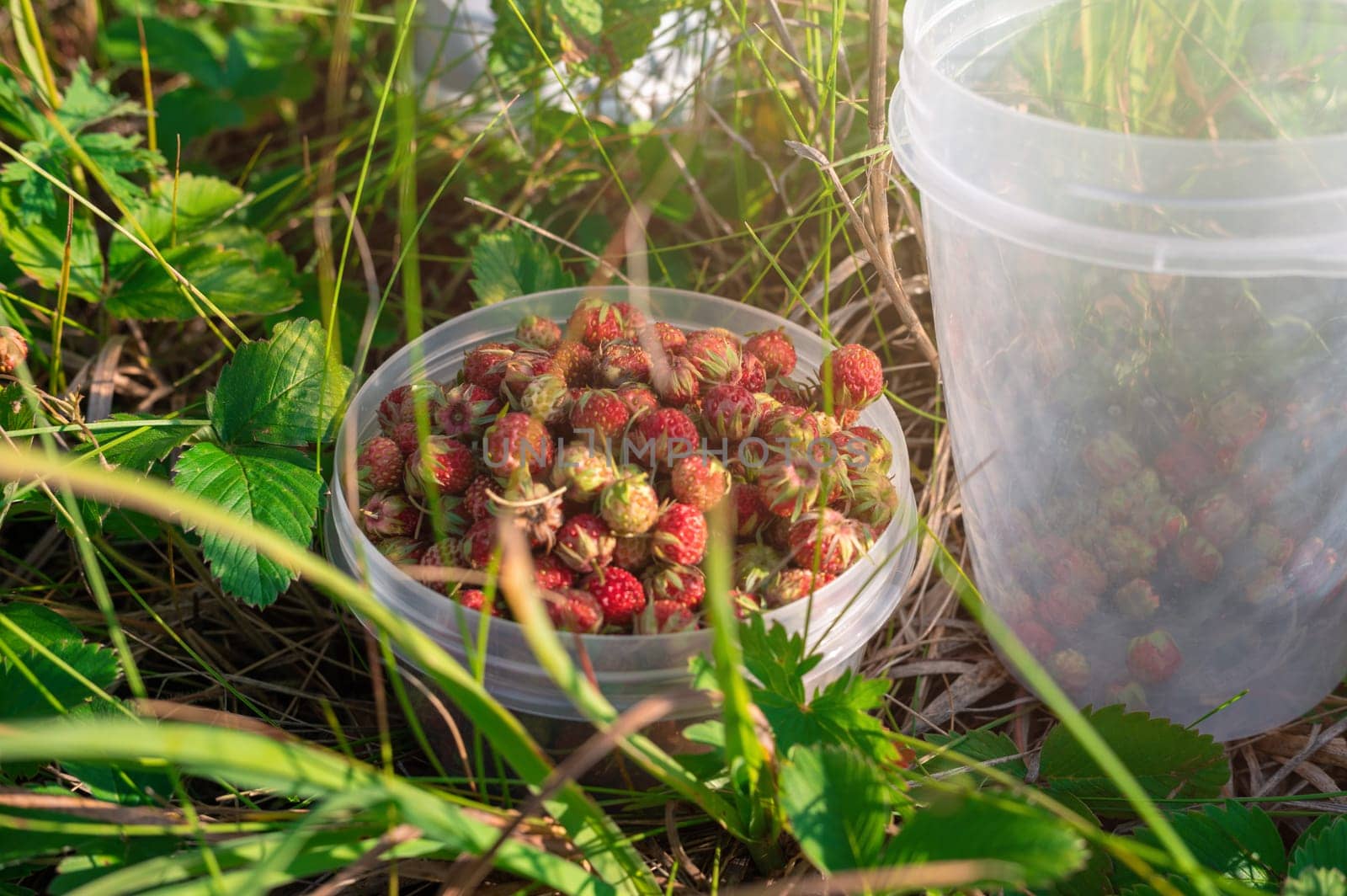 Gathering wild strawberry in a grove in sunny beauty day