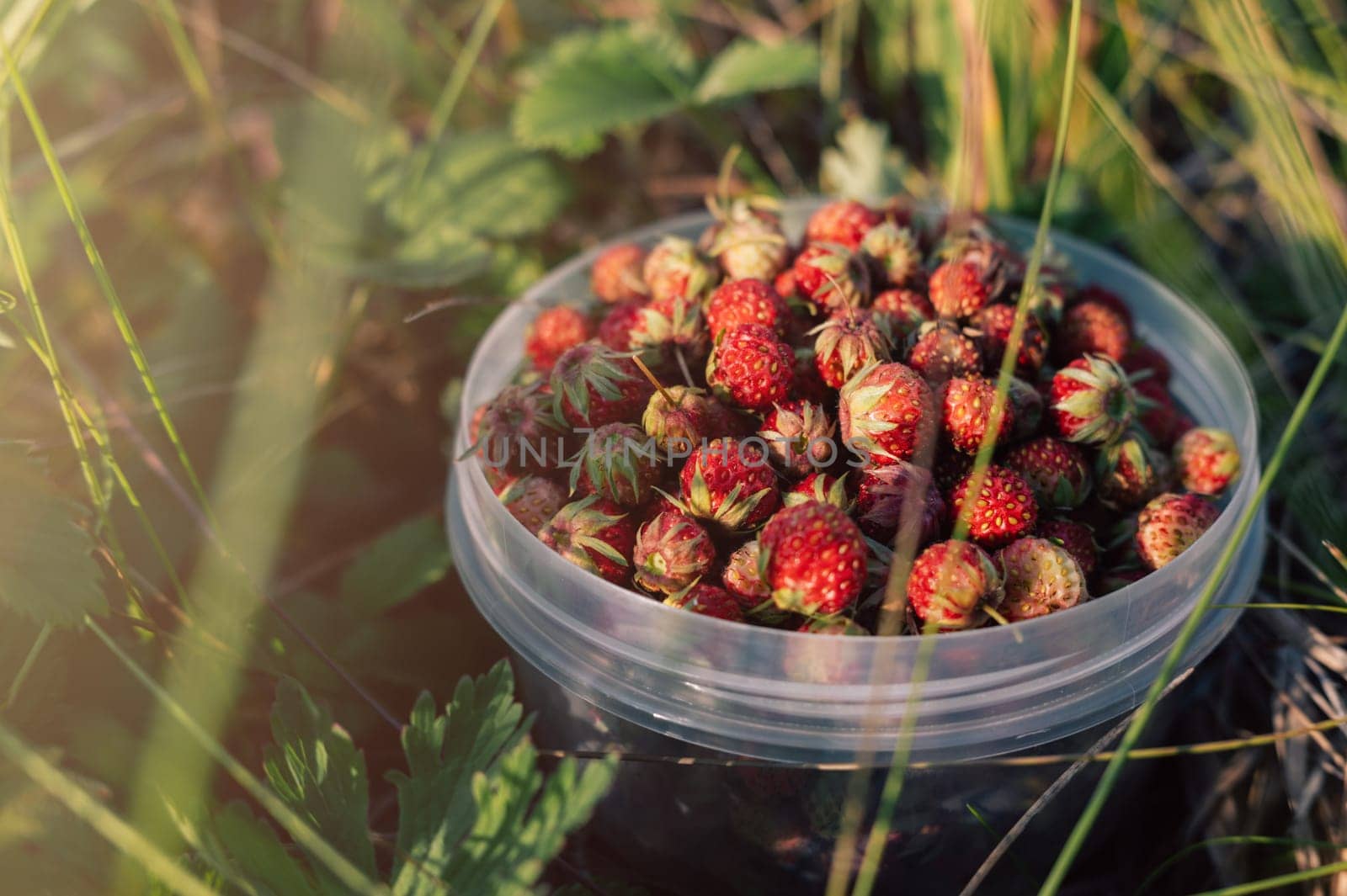 Gathering wild strawberry in a grove in sunny beauty day