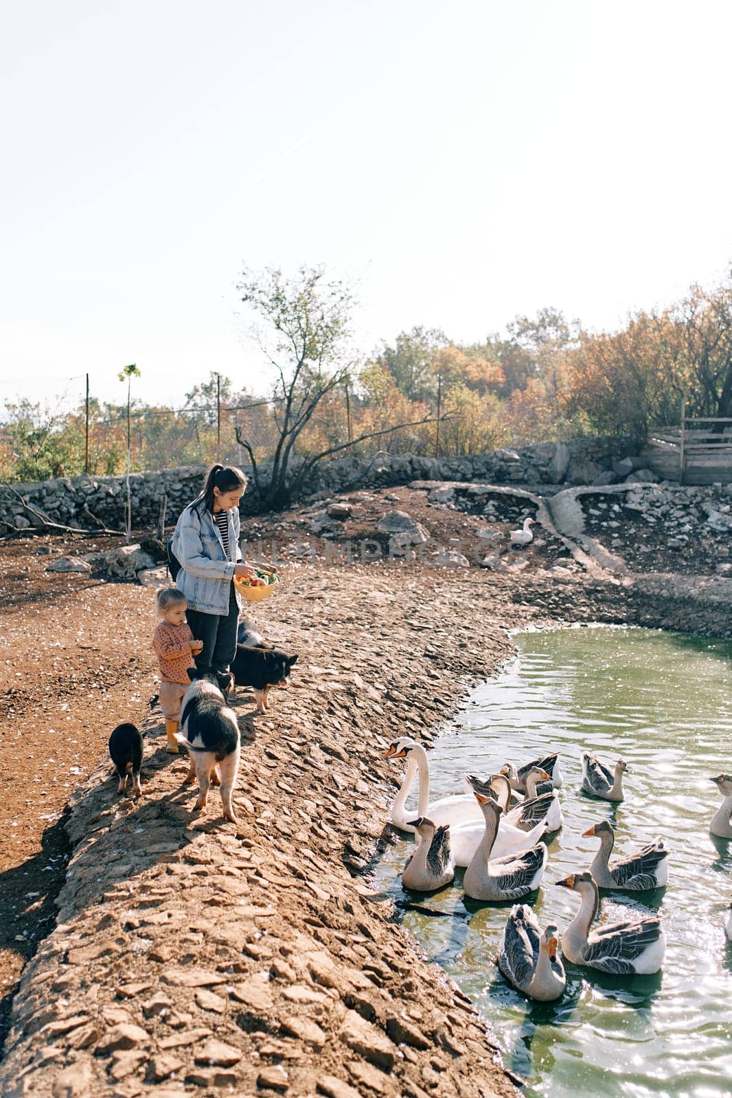 Mother and a little girl stand on the shore of a pond and feed geese. High quality photo