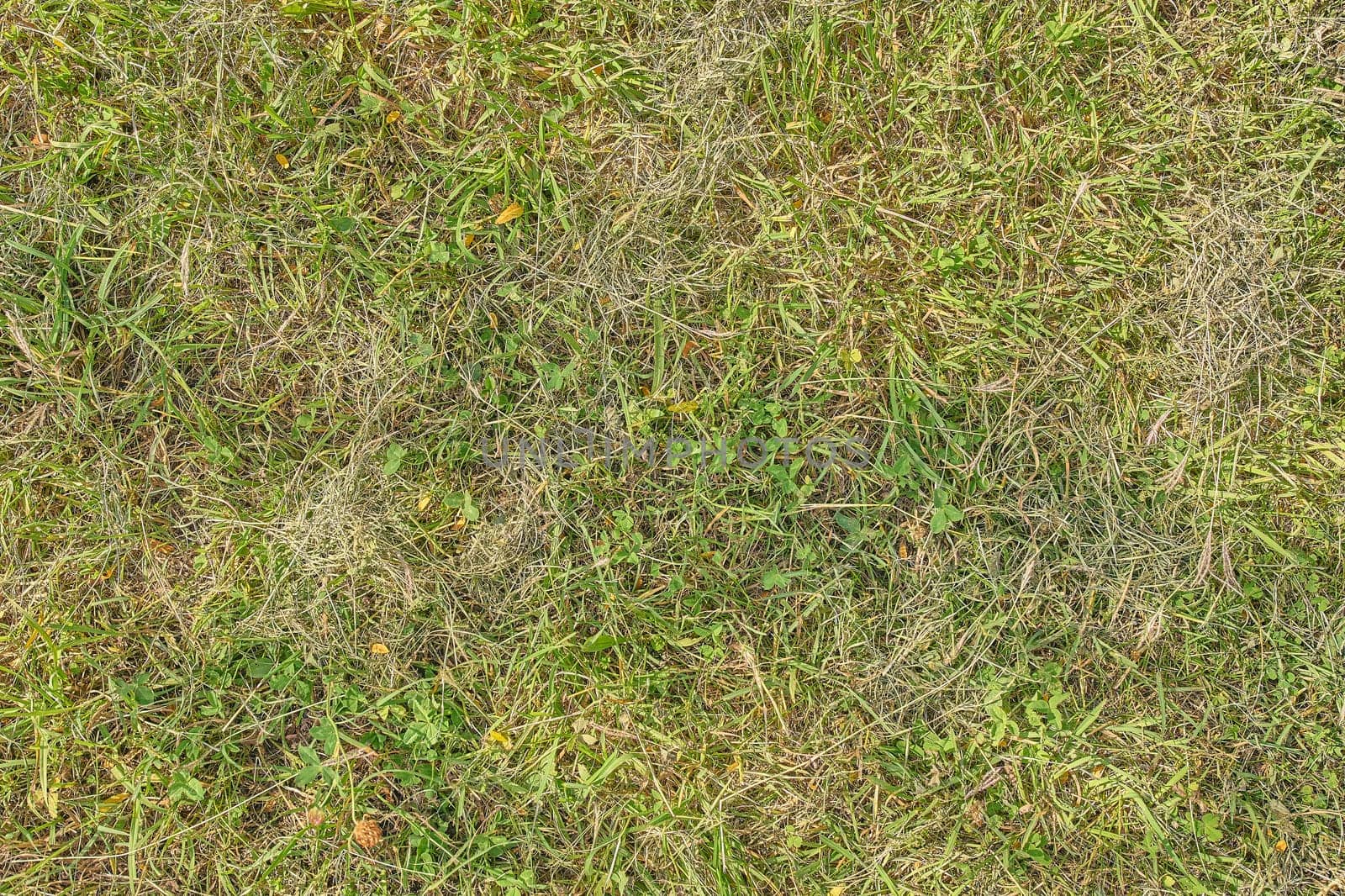 Grass texture. High detailed texture.