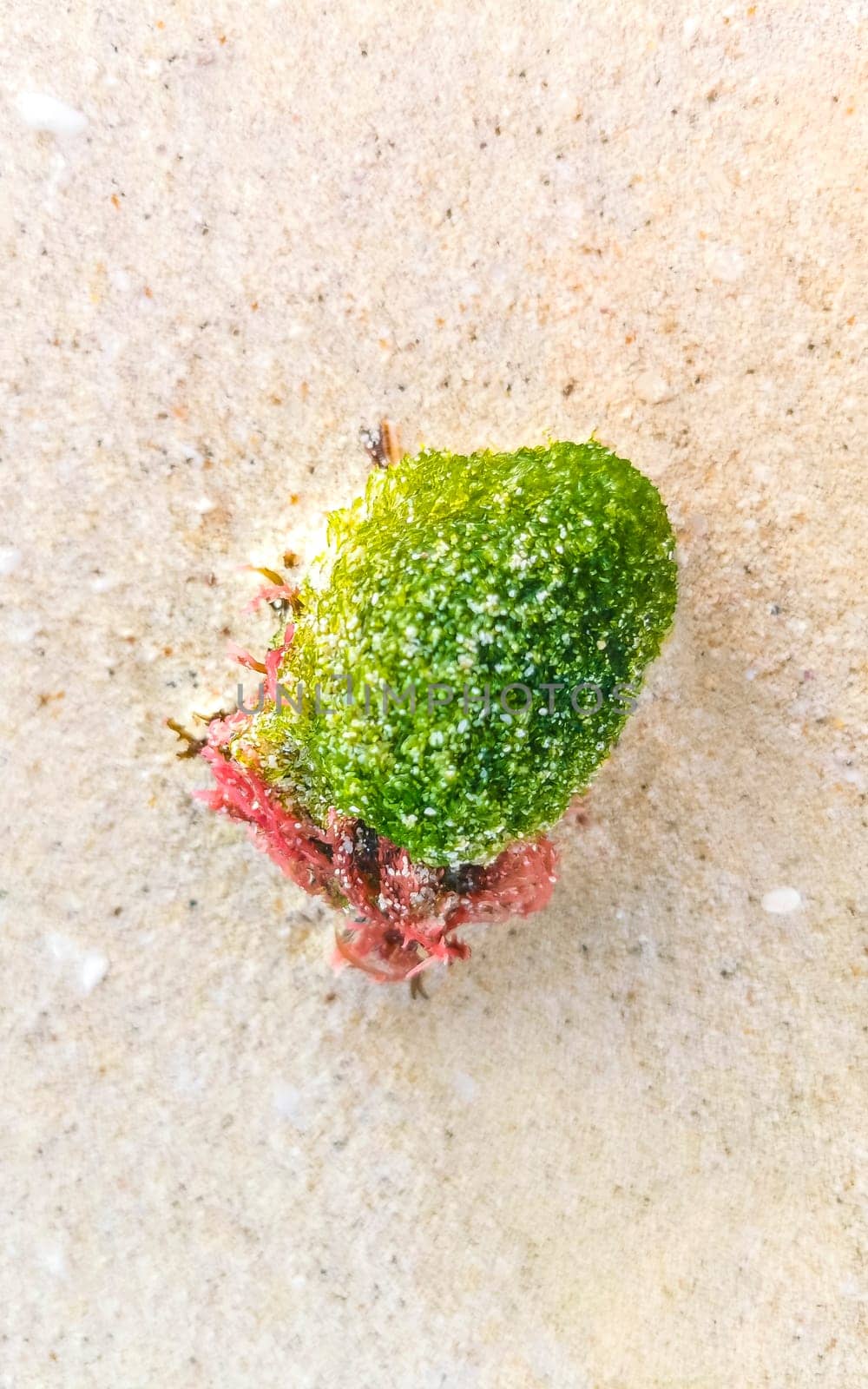 Different types of seagrass sea grass weed seaweed on beach sand by the water in Playa del Carmen Quintana Roo Mexico.