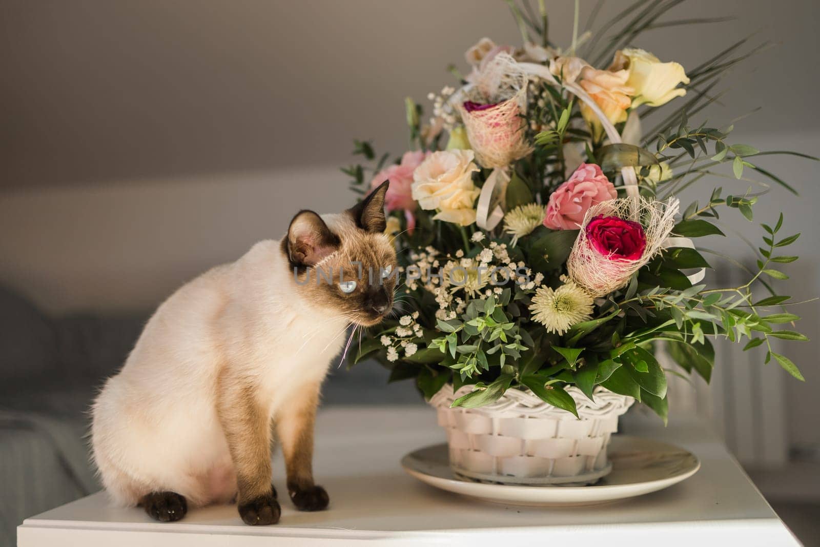 Portrait cat sitting on top of table, aesthetic siamese cat. Pet