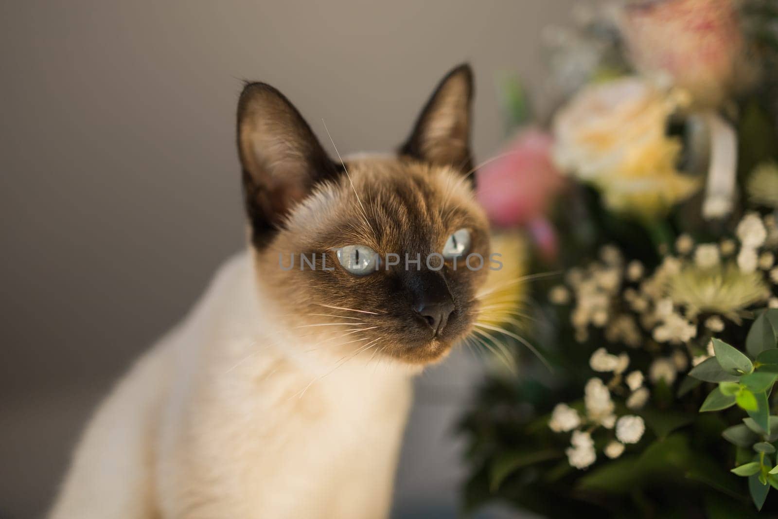 Portrait cat sitting on top of table, aesthetic siamese cat. Pet