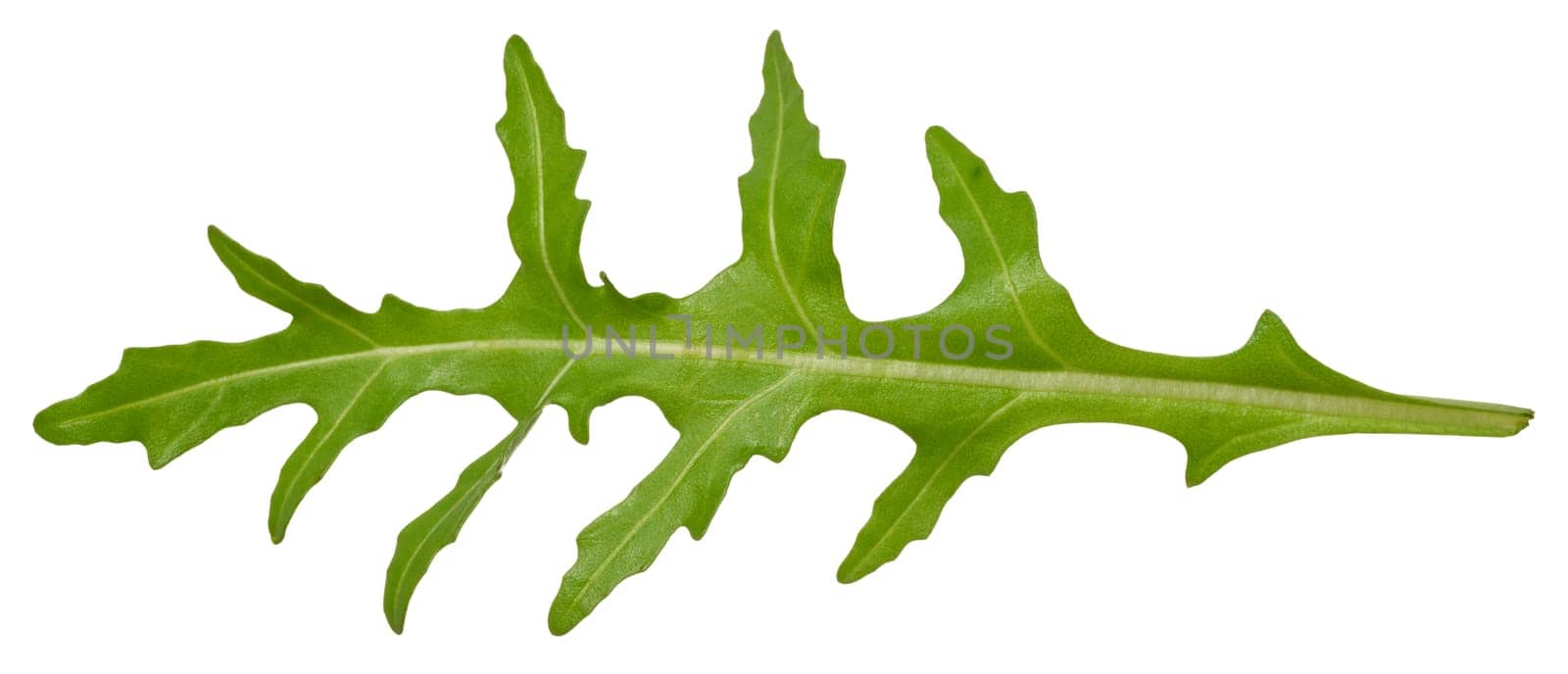 Green leaf of arugula on a white isolated background, ingredient for salad