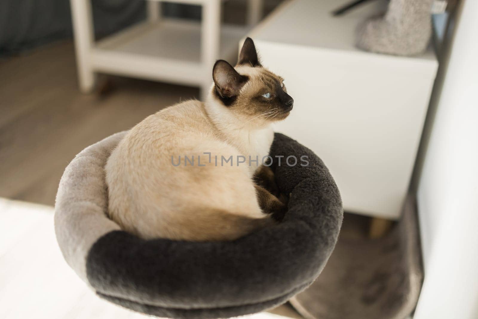 Portrait of elegant beige Siamese cat lying with blue eyes. Pet sits comfortably. Sleek well-groomed thoroughbred brown cat by Satura86
