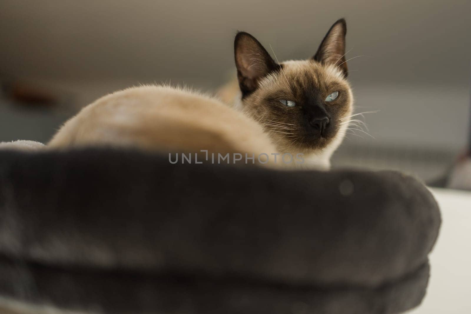 Portrait of elegant beige Siamese cat lying with blue eyes. Pet sits comfortably. Sleek well-groomed thoroughbred brown cat. by Satura86